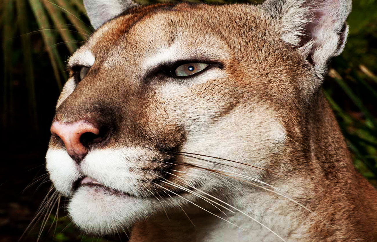 Diferencias entre el puma y el jaguar – Sooluciona