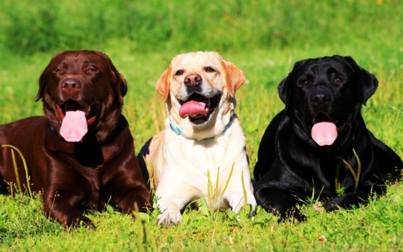 Diferencias entre labrador y doberman