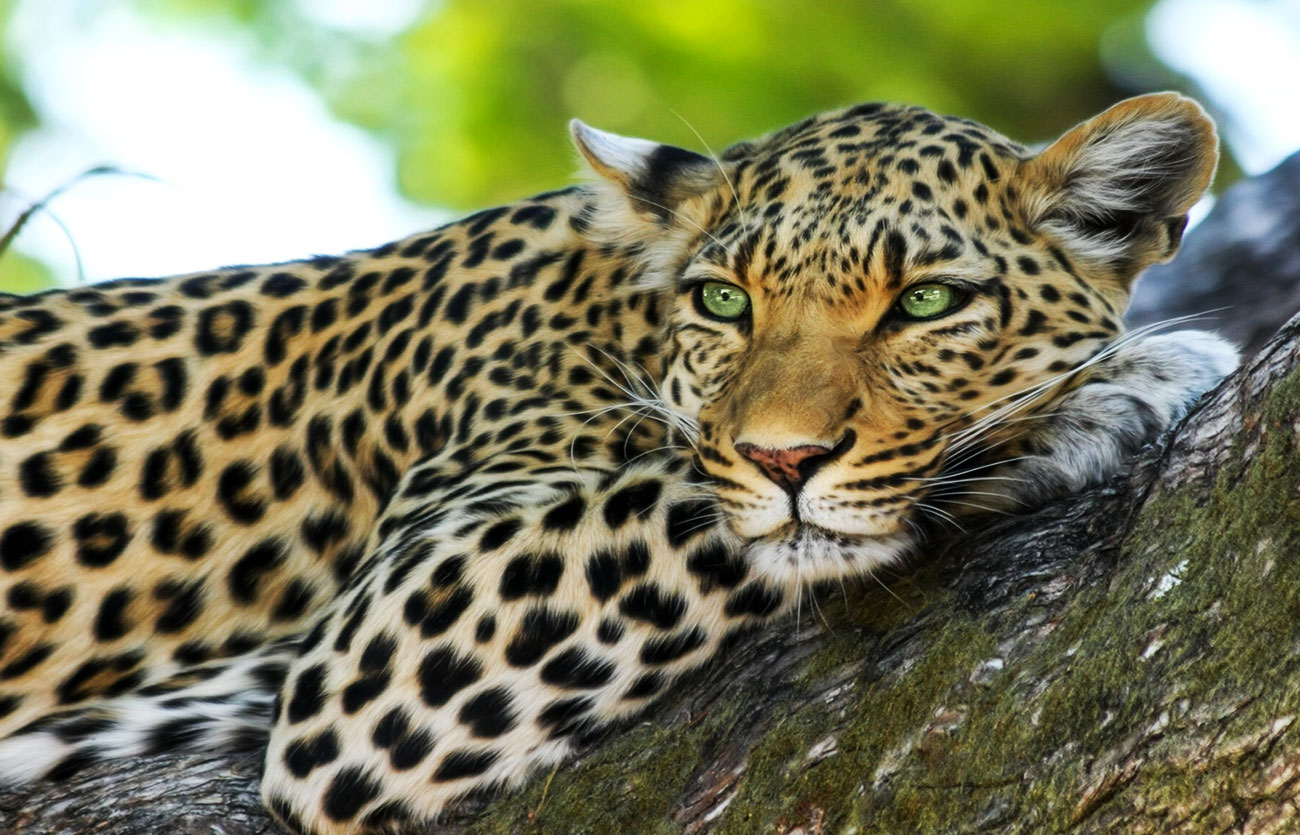 Diferencias entre leopardo y puma