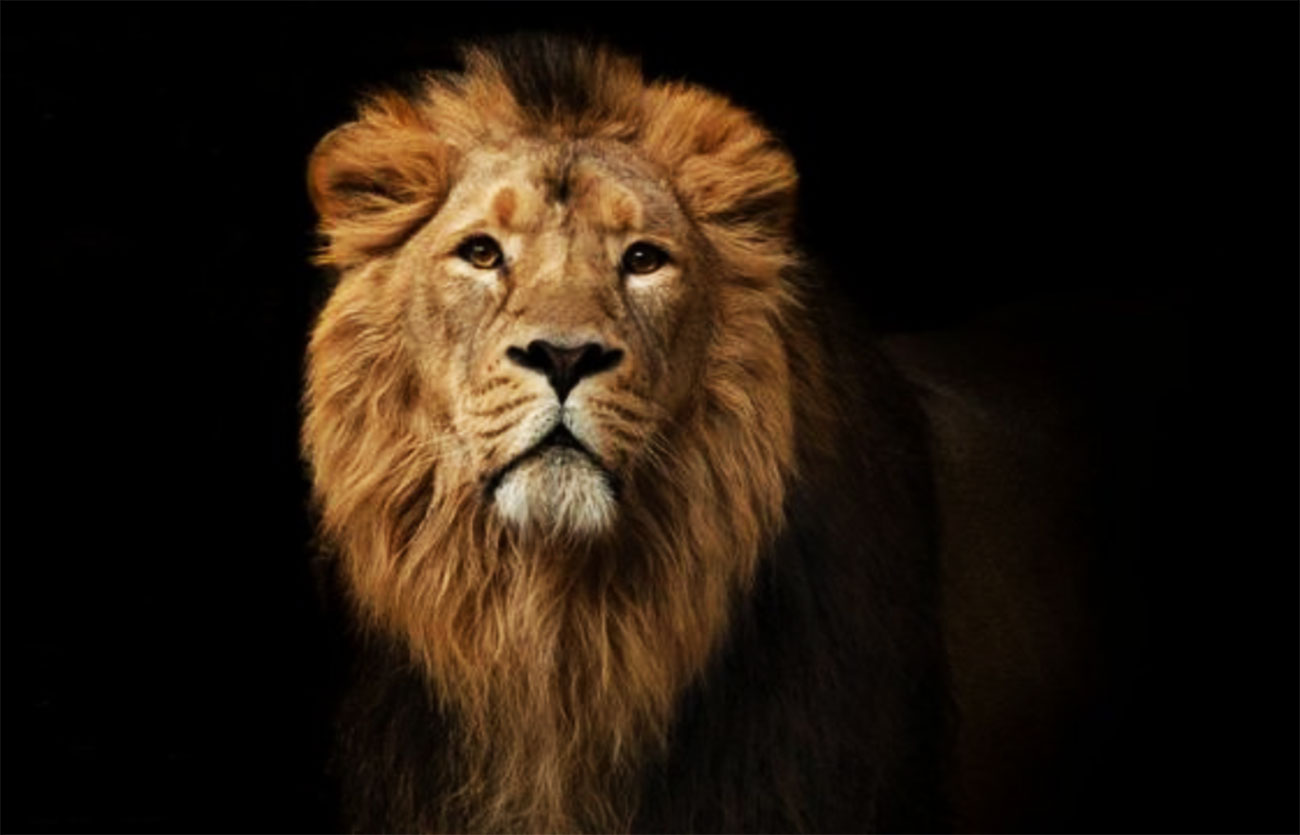 Diferencias entre león y leopardo – Sooluciona