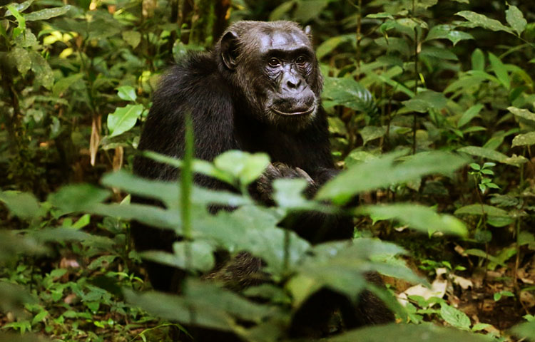 Diferencias entre simios y gorilas