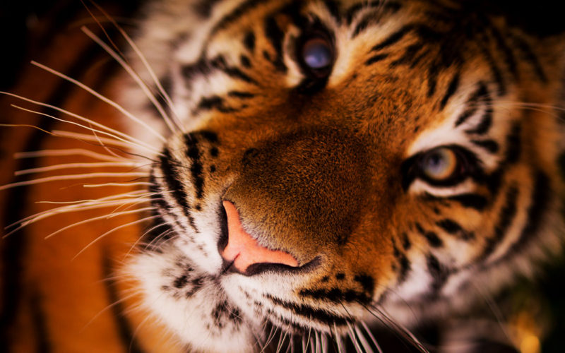 Diferencias entre tigre y jaguar