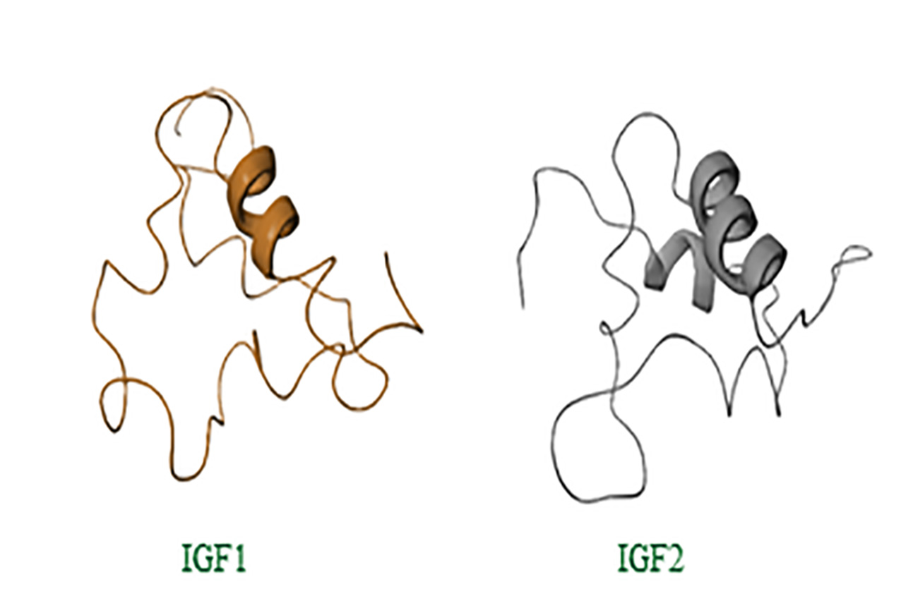 Diferencias entre IGF2 y IGF1