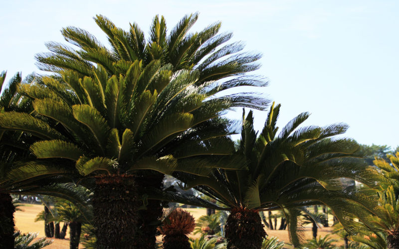 Diferencias entre Pinus y Cycas