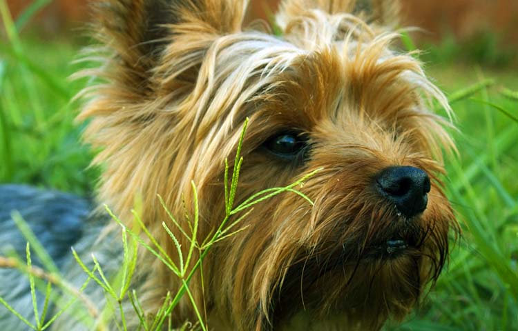 Diferencias entre Yorkshire Terrier y Silky Terrier