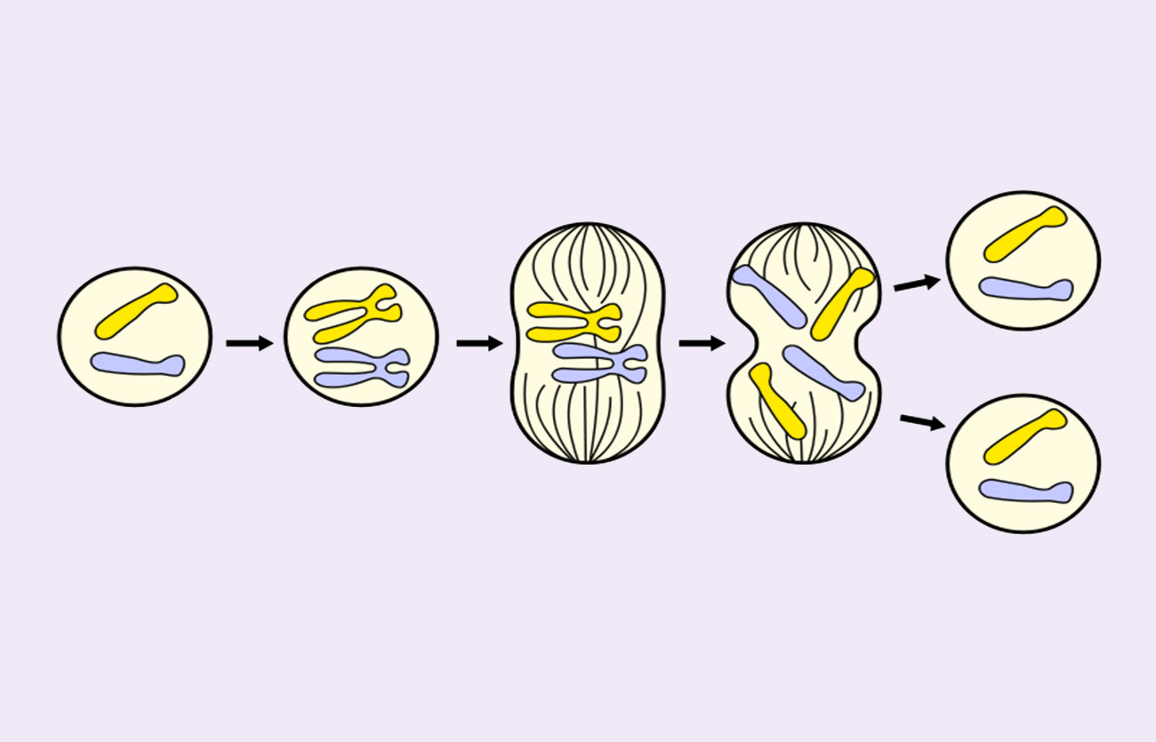 Diferencias entre amitosis y mitosis