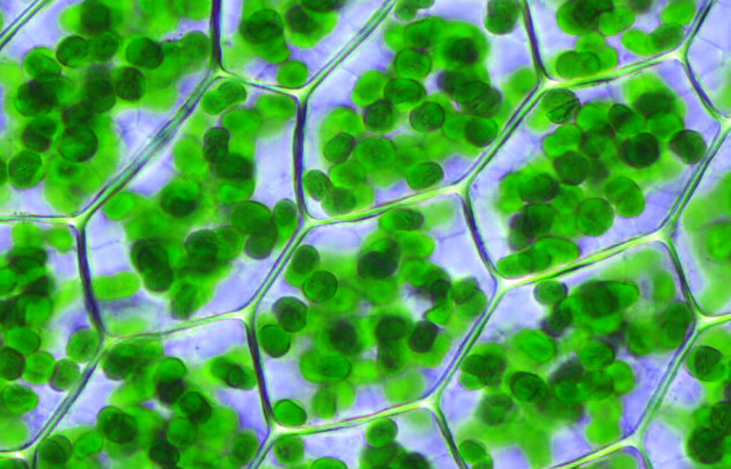 Diferencias entre clorofila y carotenoides – Sooluciona