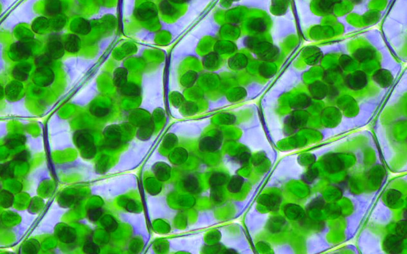 Diferencias entre carotenoides y la clorofila