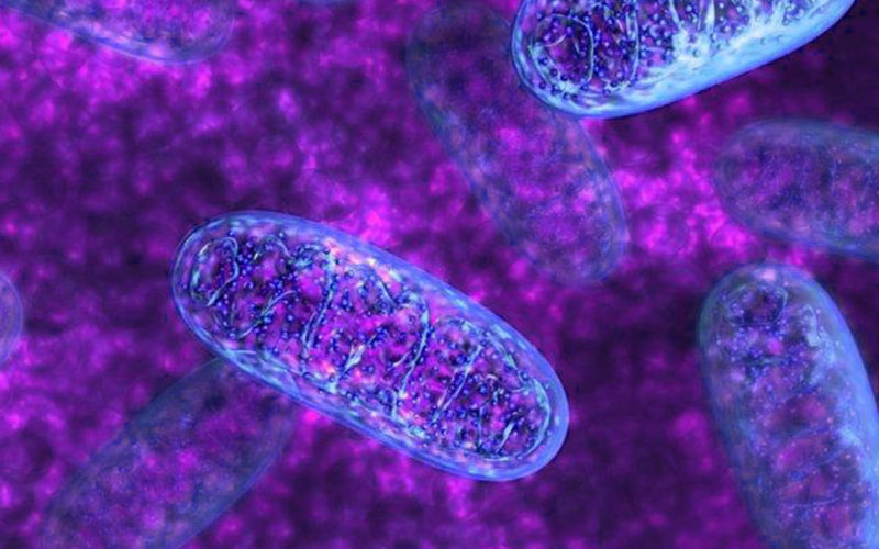 Diferencias entre el ADN del cloroplasto y el ADN mitocondrial