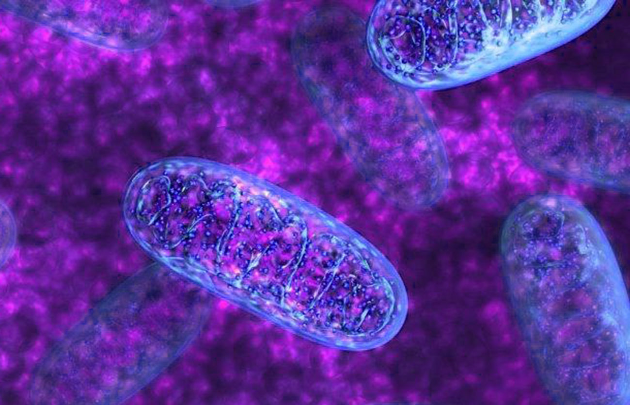 Diferencias entre el ADN del cloroplasto y el ADN mitocondrial