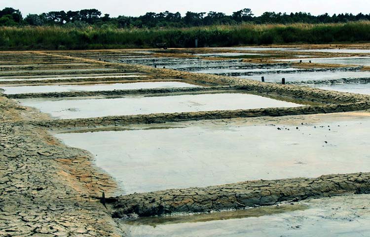 Diferencias entre evaporación y transpiración