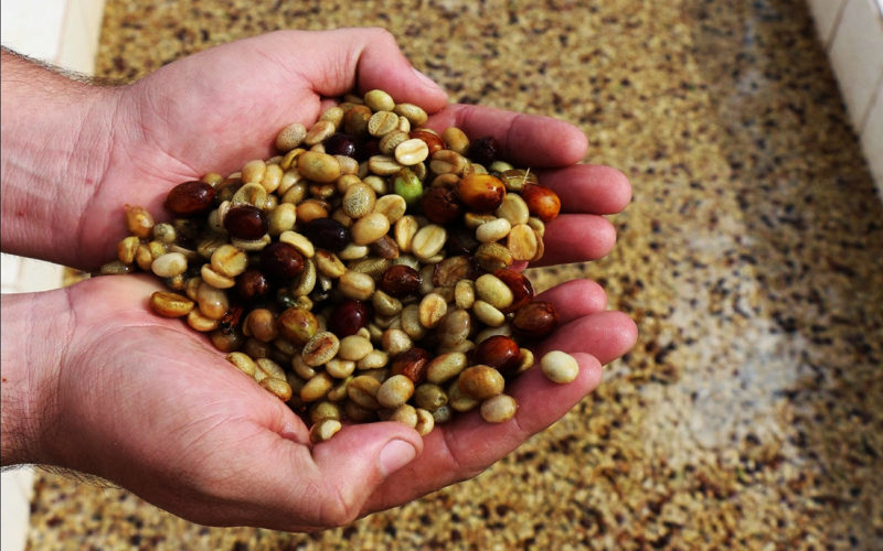 Diferencias entre fermentación y oxidación