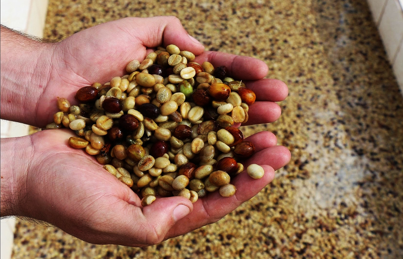 Diferencias entre fermentación y oxidación