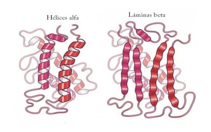 Diferencias entre hélice beta y hélice alfa