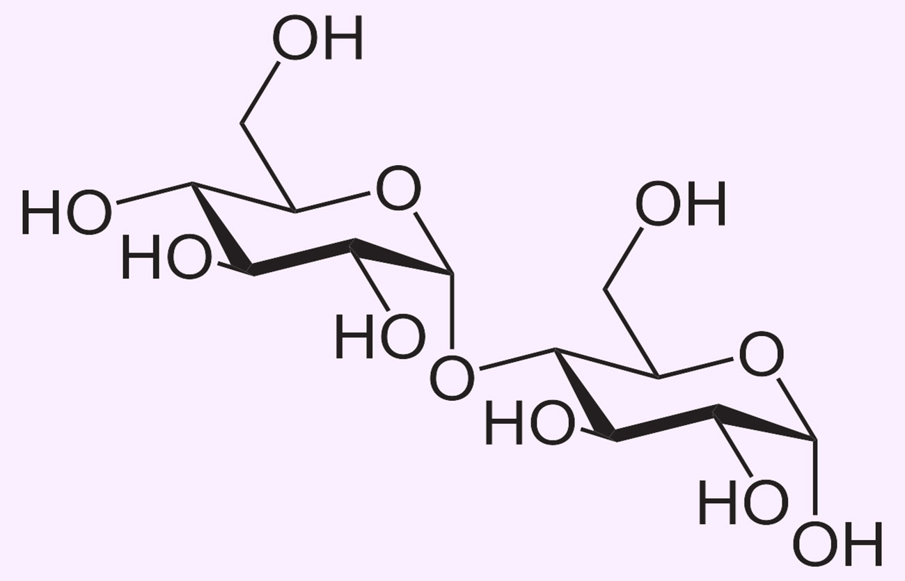 Diferencias entre isomaltosa y maltosa