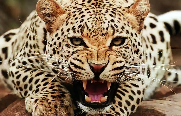 Diferencias entre jaguar y guepardo