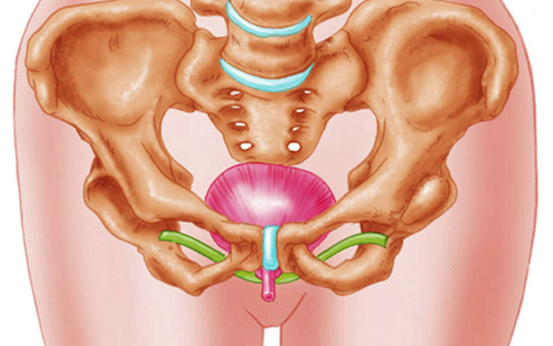 Diferencias entre la anatomía de la uretra femenina y masculina