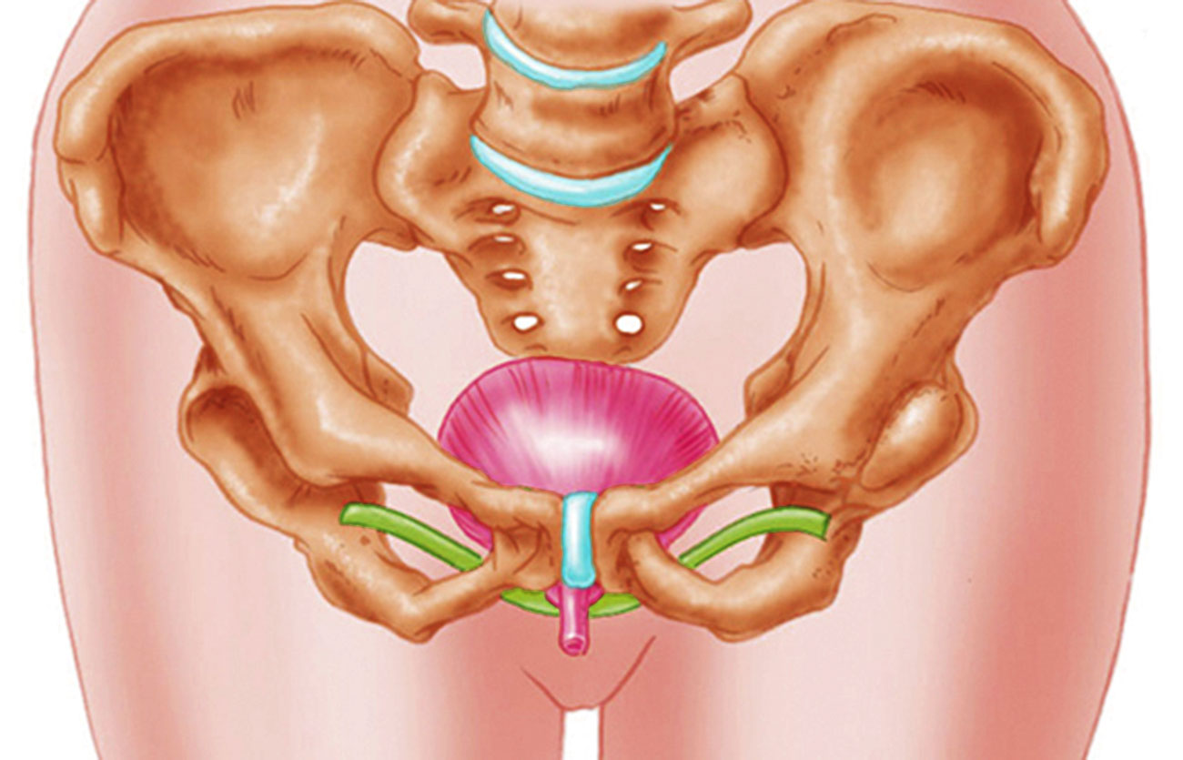 Diferencias entre la anatomía de la uretra femenina y masculina