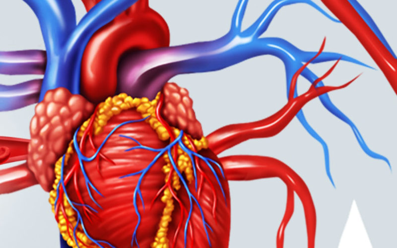 Diferencias entre la arteria y la aorta