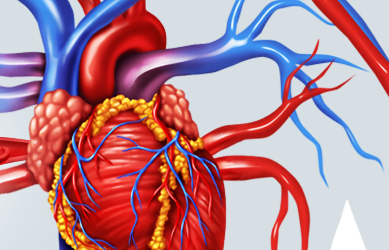 Diferencias entre la arteria y la aorta