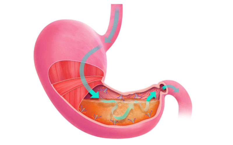 Diferencias entre la digestión en el intestino y en el estómago