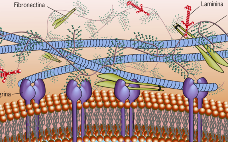 Diferencias entre laminina y fibronectina