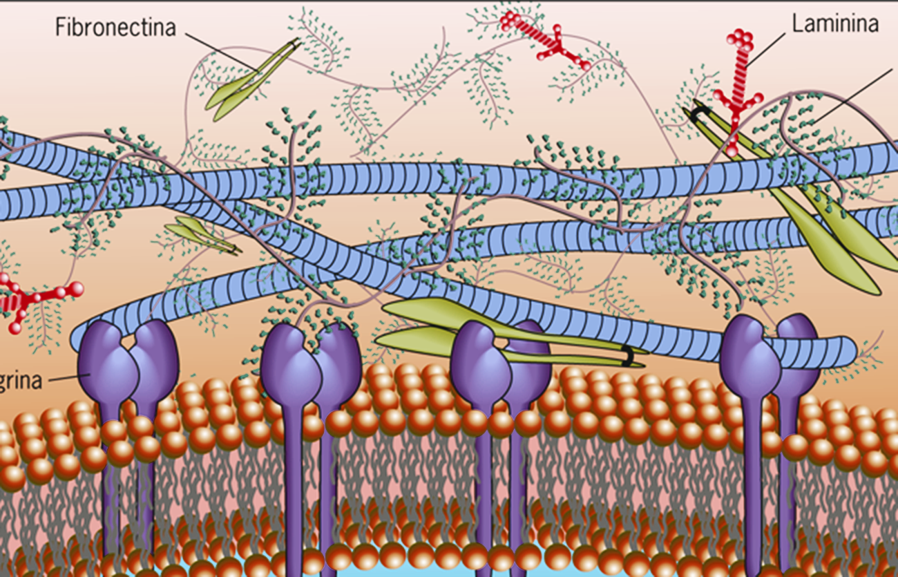 Diferencias entre laminina y fibronectina