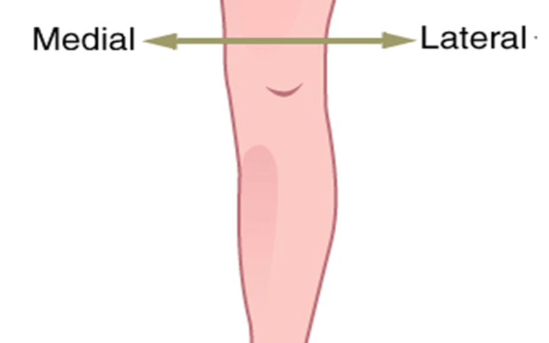 Diferencias entre lateral y medial en anatomía