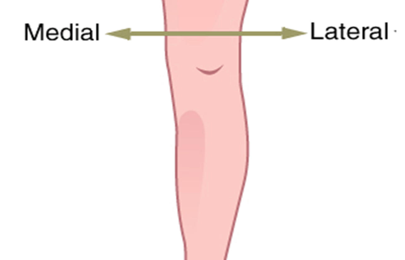 Diferencias entre lateral y medial en anatomía