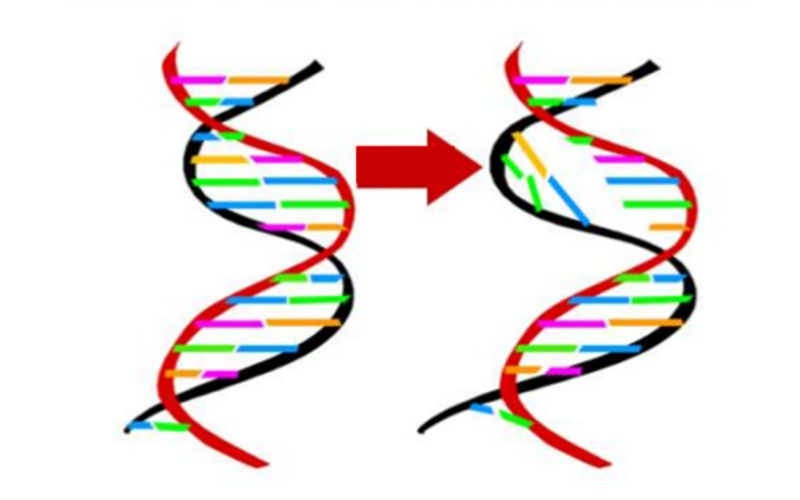 Diferencias entre mutación cromosómica y mutación puntual