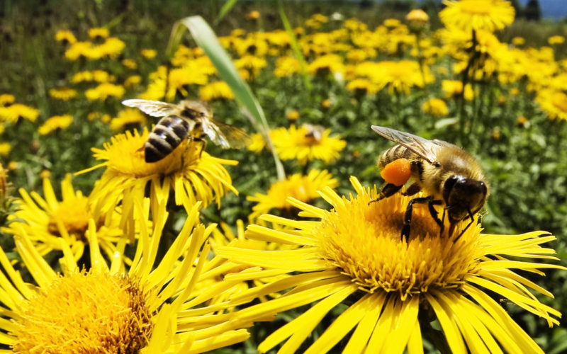 Diferencias entre polinización por viento y por insectos