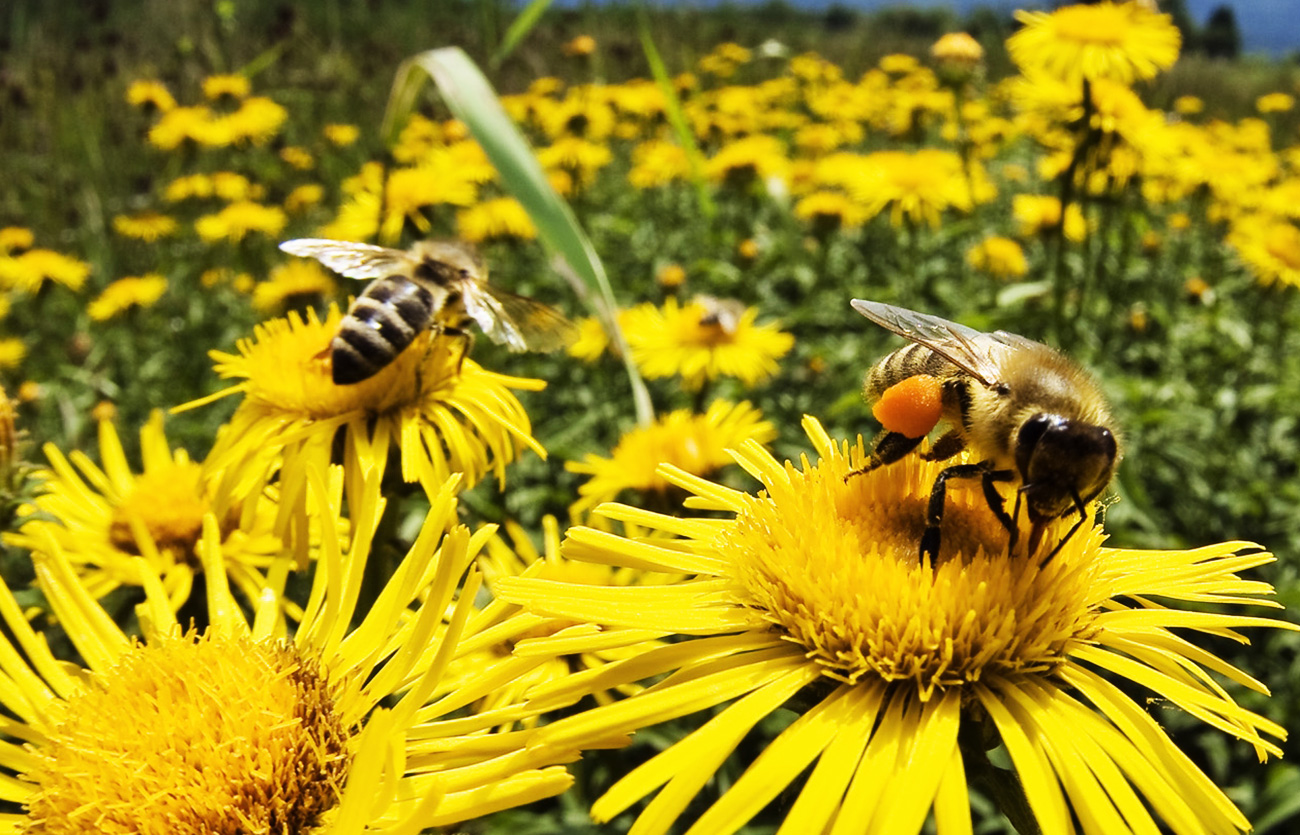 Diferencias entre polinización por viento y por insectos