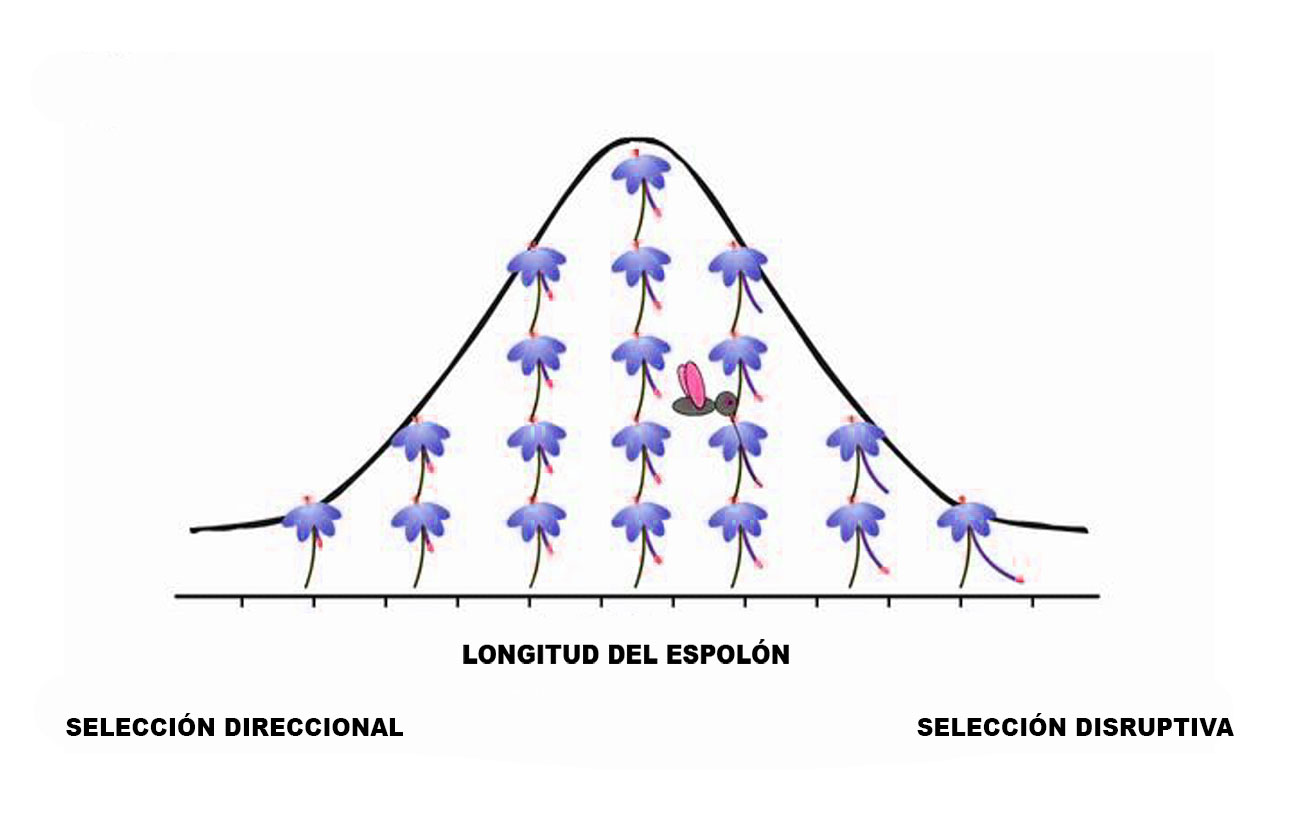 ejemplos de seleccion direccional en animales