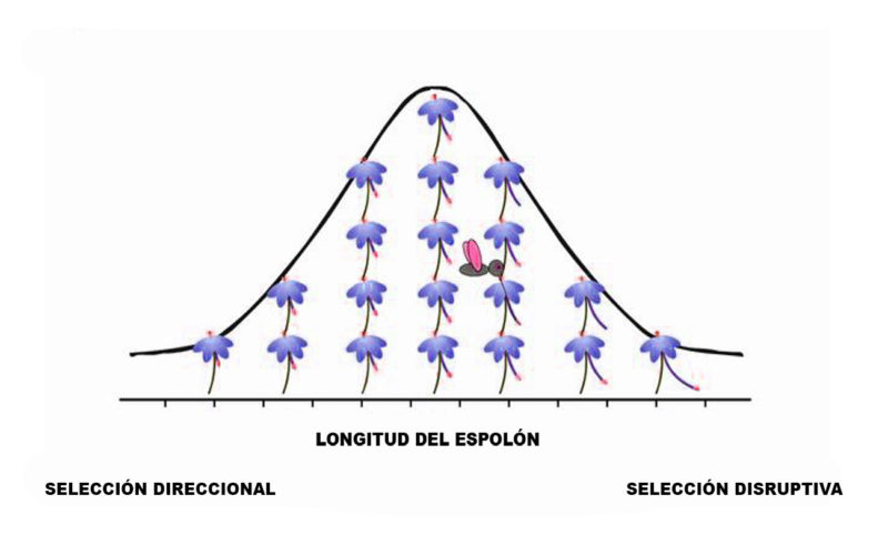 Diferencias-entre-selección-disruptiva-y-direccional