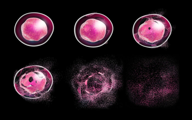 Diferencia entre senescencia y apoptosis