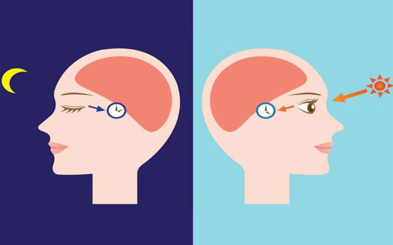 Diferencias entre serotonina y melatonina