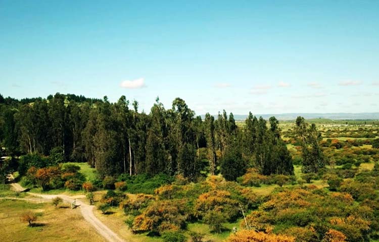 Cuántas comunas tiene la provincia de Cardenal Caro