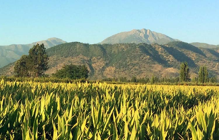 Cuántas comunas tiene la provincia de Colchagua