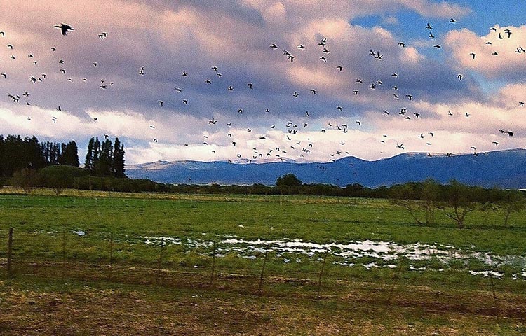 Cuántos departamentos tiene la Provincia de Río Negro