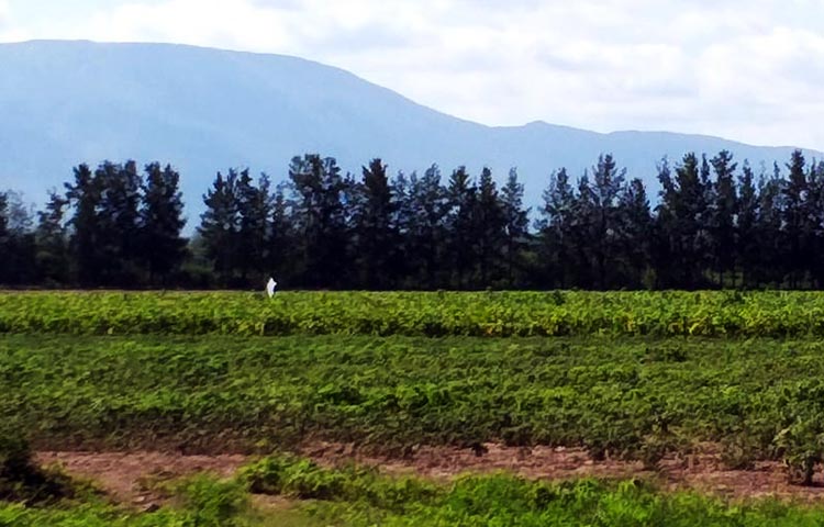 Cuántos departamentos tiene la Provincia de Salta