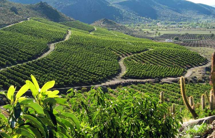 Cuántas comunas tiene la provincia de Limarí