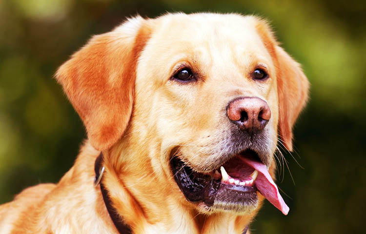 Diferencias entre Labrador y Golden Retriever