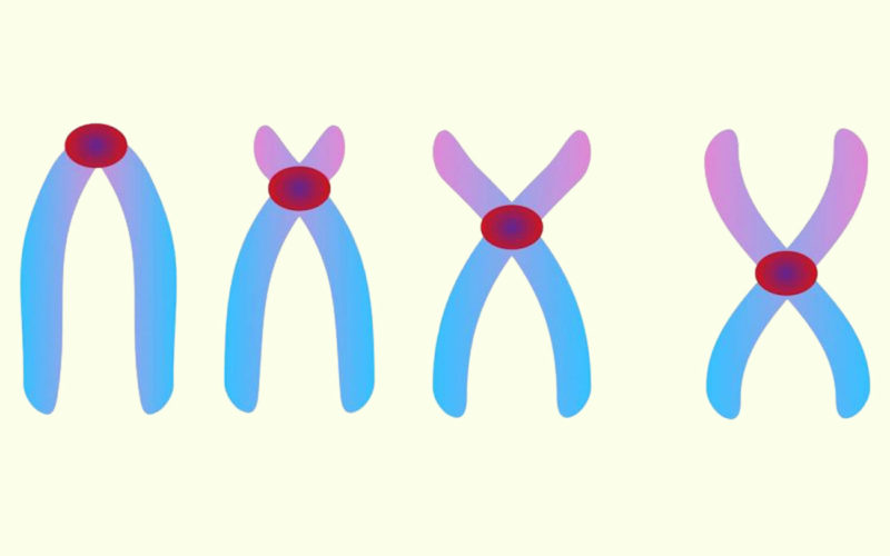 Diferencias entre cromosomas acrocéntricos y cromosomas telocéntricos