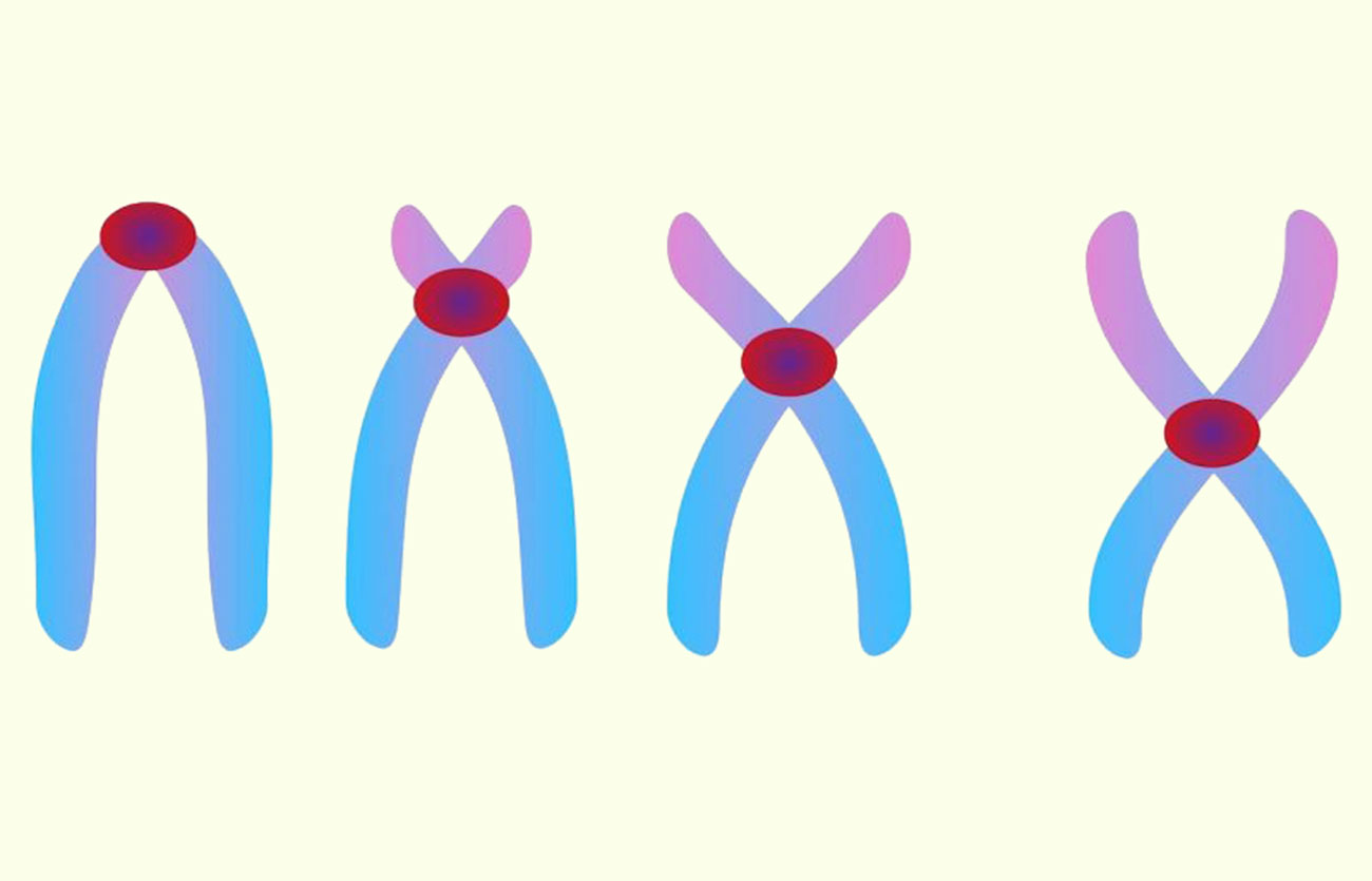 Diferencias entre cromosomas acrocéntricos y cromosomas telocéntricos