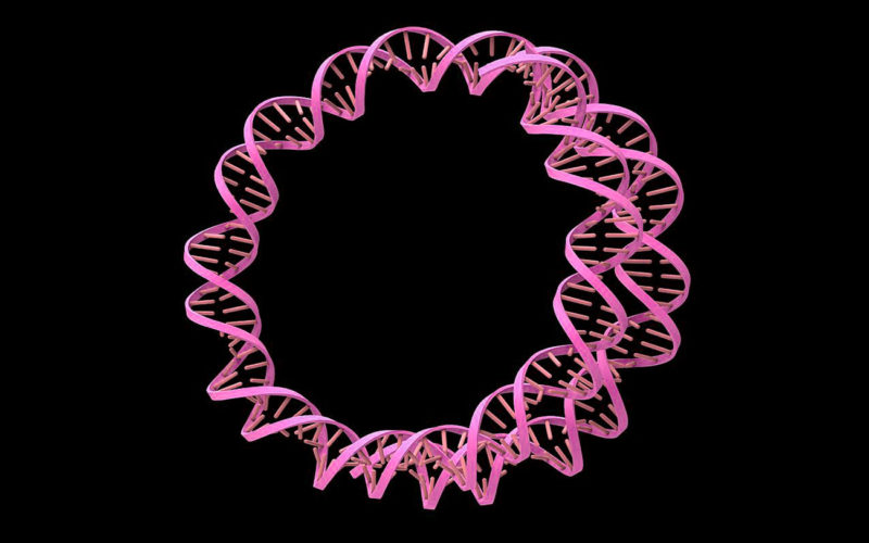 Diferencias entre el ADN circular y lineal