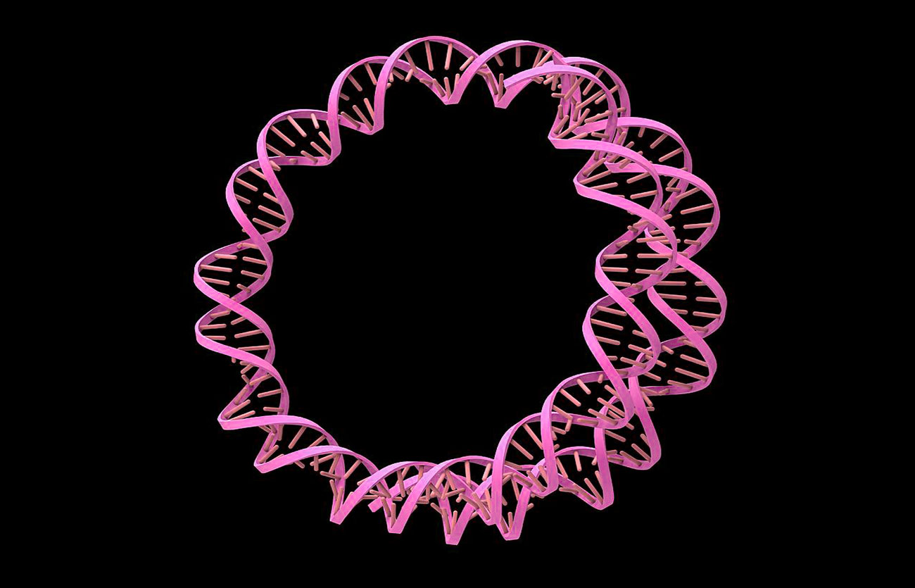 Diferencias entre el ADN circular y lineal