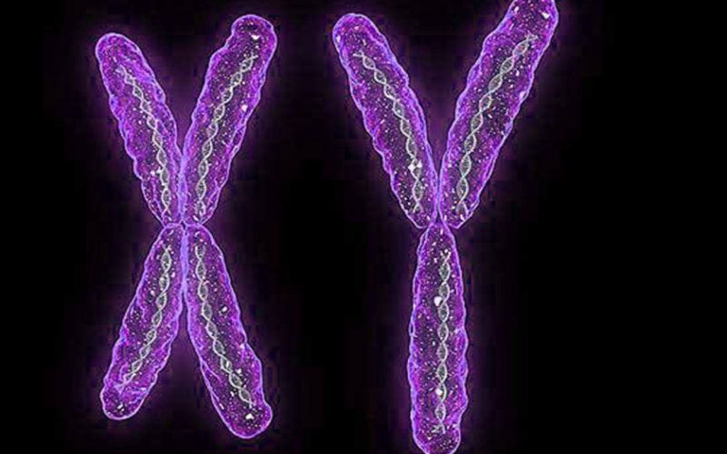 Diferencias entre el ADN femenino y el ADN masculino