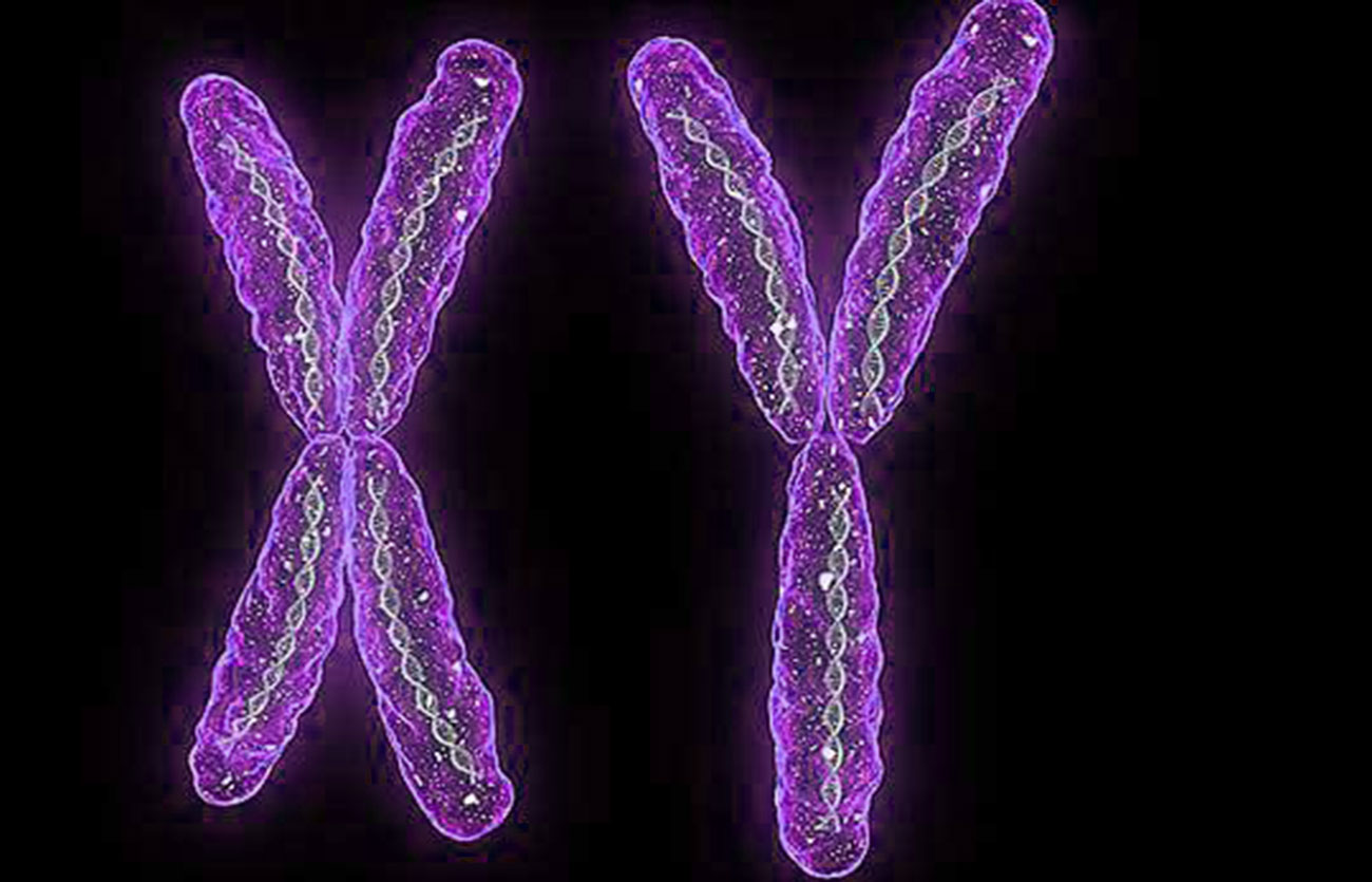 Diferencias entre el ADN femenino y el ADN masculino
