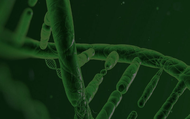 Diferencias entre el ADN plasmídico y el ADN cromosómico