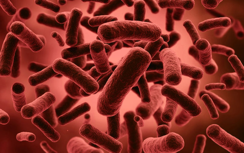 Diferencias entre el Bifidobacterium y el Lactobacillus